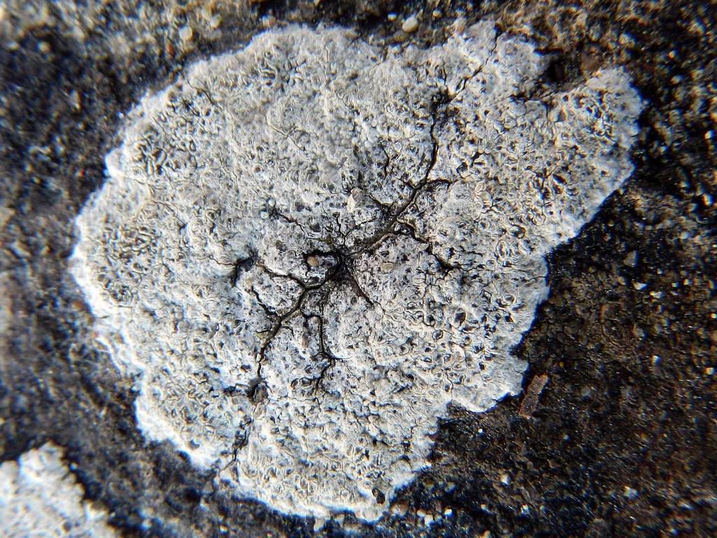 Lichene da identificare